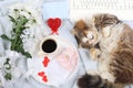 Modern woman work desk, cozy home office with sleeping cat, mothers day concept, womens day. Computer, coffee, red hearts, flowers
