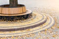 Modern wooden circle shaped bench installed around tree in city park or street covered with bright golden and yellow colored Royalty Free Stock Photo