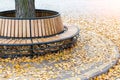 Modern wooden circle shaped bench installed around tree in city park or street covered with bright golden and yellow colored Royalty Free Stock Photo