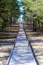 A modern wooden footpath through the forest leading to the seashore. Sunbeams through tree trunks