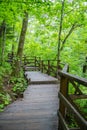 A modern wooden winding path among green deciduous trees in a public park. Environmental protection. ecotourism