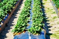 A modern U-pick strawberry farm