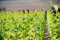 A modern you pick sun flower farm field Royalty Free Stock Photo