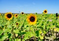 A modern you pick sun flower farm Royalty Free Stock Photo