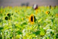 A modern you pick sun flower farm Royalty Free Stock Photo