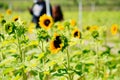 A modern you pick sun flower farm Royalty Free Stock Photo