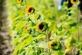 A modern you pick sun flower farm field Royalty Free Stock Photo