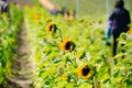 A modern you pick sun flower farm field Royalty Free Stock Photo