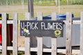 A modern you pick sunflower farm field