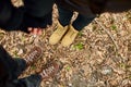 Modern young couple in hiking boots holding hands while standing fallen autumn leaves in the forest