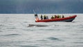 Modern Zodiac boat for big group of tourists is chasing a humpback whale at whale watching safari near Husavik, Iceland