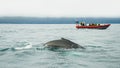 Modern Zodiac boat for big group of tourists is chasing a humpback whale at whale watching safari near Husavik, Iceland