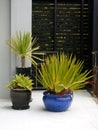 Modernist garden: subtropical potted plants