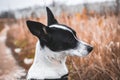 Modest basenji dog on a background of a beautiful field, portrait photo