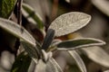 Modest beaury of plant Macro. Sage leaves. Royalty Free Stock Photo