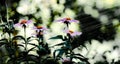 Modest but beautiful Persian chamomile flowers feverfew on a blurry rain background