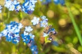 Big bee on a little blue flower. Royalty Free Stock Photo