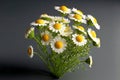 modest bouquet of small field chamomile on thin green stems