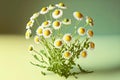 modest bouquet of small field chamomile on thin green stems