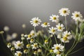 Modest bouquet of small field chamomile on thin green stems