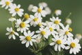 Modest bouquet of small field chamomile on thin green stems