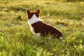 Modest corgi hiding loveable muzzle, watch something while walking outdoor. Sable-white dog sit on grass on warm day.