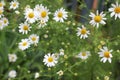 Modest daisies bloom in the summer in the meadows, fields, gardens