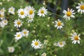 Modest daisies bloom in the summer in the meadows, fields, gardens