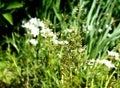 Modest flowering of wild cereals.