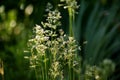 Modest flowering of wild cereals.