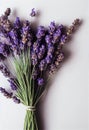 Modest lavender dried flowers bouquet against beige wall.