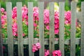 Modest pink flowers behind a wooden fence in the village. Simple rural life, rustic garden Royalty Free Stock Photo