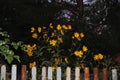 Modest yellow flowers behind the rusty steel fence Royalty Free Stock Photo