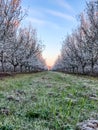 Frosty Morning Springtime Orchards Landscape in Modesto a California