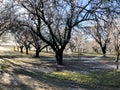 Springtime Orchards Landscape in Modesto a California