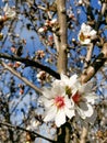 Springtime Orchard Blooms Landscape in Modesto California