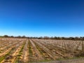 Springtime Orchards Landscape in Modesto a California