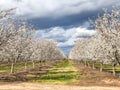 Springtime Orchards Landscape in Modesto a California