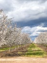 Springtime Orchards Landscape in Modesto California