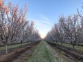 Springtime Orchards Landscape in Modesto California