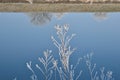 Blue calm river, mirror reflection of shore, plant covered with ice accretion in forward, cold.