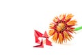 Modular origami flower with blocks isolated on white background Royalty Free Stock Photo