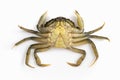 Moeca, usually plural moeche or moleche, a kind of crab found in the lagoon of Venice, on white background