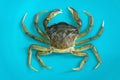 Moeca, usually plural moeche or moleche, a kind of crab caught in the lagoon of Venice, on blue background