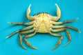 Moeca, usually plural moeche or moleche, a kind of crab caught in the lagoon of Venice, on blue background