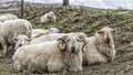 Moel Siabod Snowdonia National Park Nort Wales Royalty Free Stock Photo