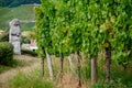 Moenchberg grand cru vineyards in Andlau, France Royalty Free Stock Photo