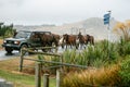 Road sign points to sports ground and toilets as group of tethered horses led by vehicle pass along misty road