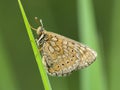 Moerasparelmoervlinder, Marsh Fritillary, Euphydryas aurinia Royalty Free Stock Photo