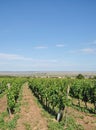 Moerbisch,Lake Neusiedl,Burgenland,Austria